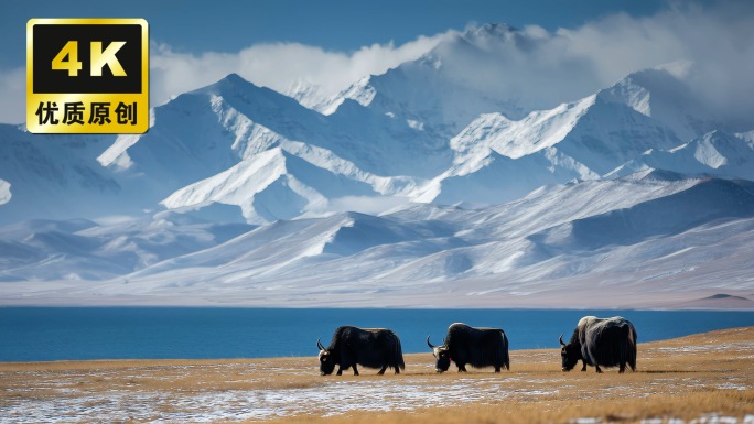 西藏风光西藏草原藏族人民牧民放马牛羊雪山