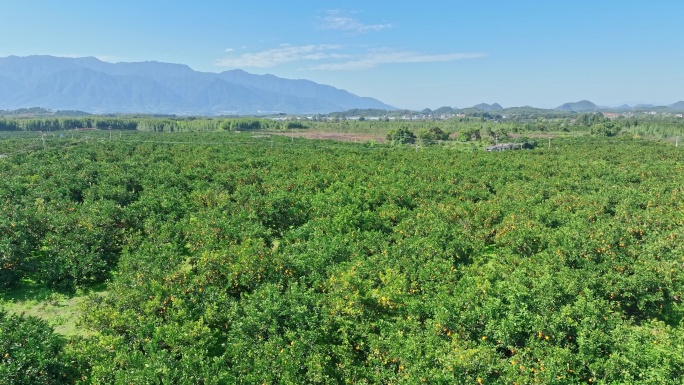 果园风光全景航拍脐橙B