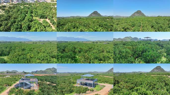 果园风光全景航拍脐橙B