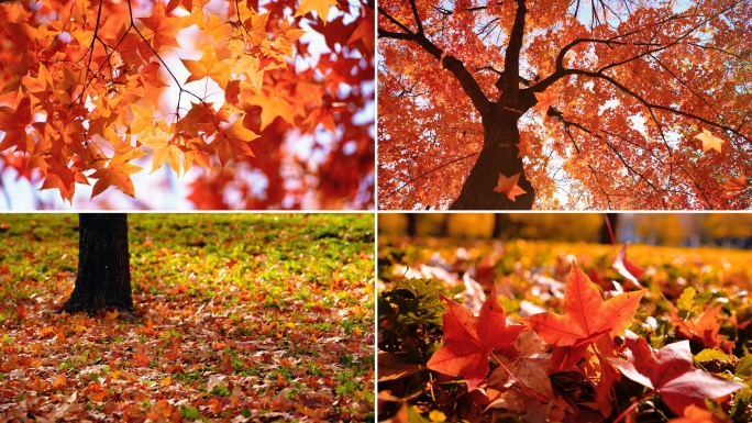 秋天落叶 枫叶飘落 秋天 大风落叶 秋日