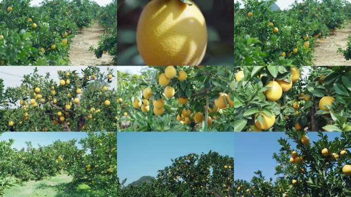 农产品脐橙果园橙子多镜头4K50P