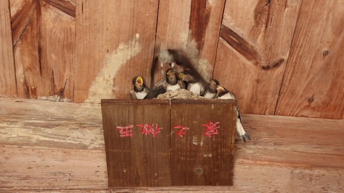 燕窝里的燕子一家