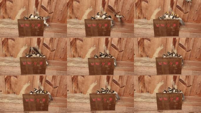 燕窝里的燕子一家