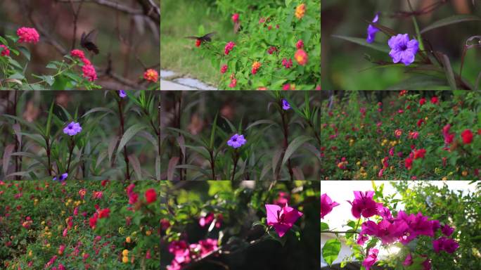 蝴蝶花丛飞舞、路边野花、三角梅