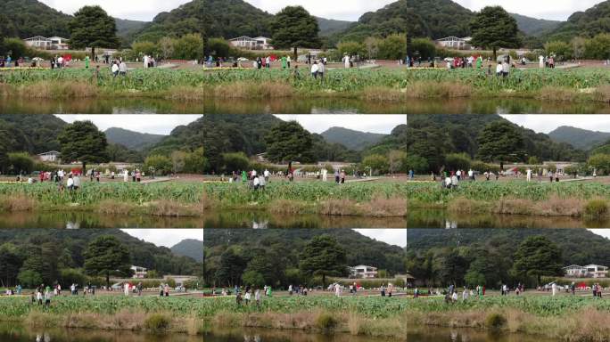 花海湖畔小木屋风景