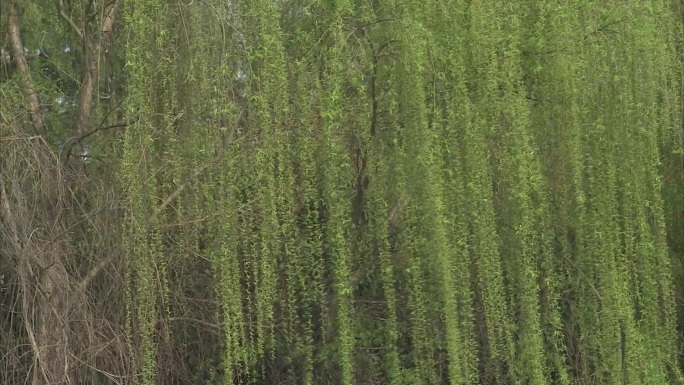 柳树 水边 河边 垂柳 清明柳