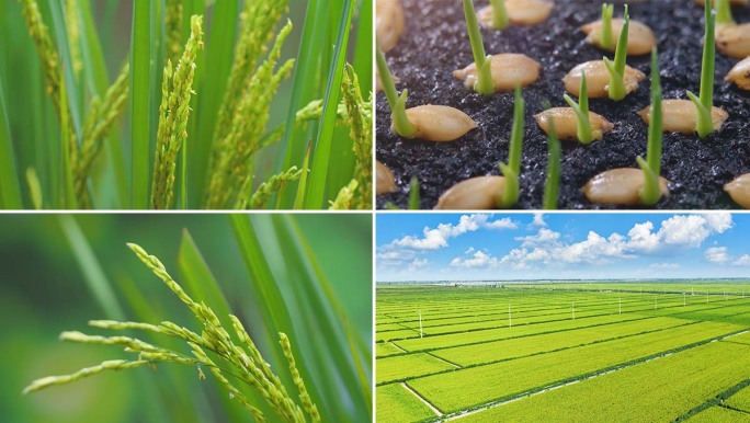 水稻生长全过程延时摄影