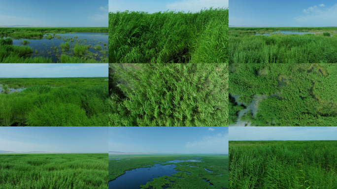 绿色芦苇荡 意境 风吹芦苇
