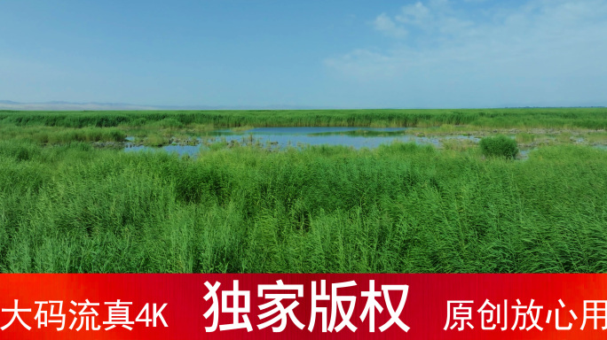 绿色芦苇荡 意境 风吹芦苇