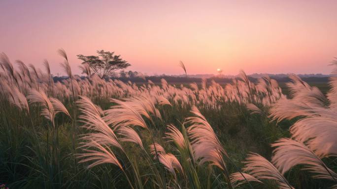 芦苇荡大自然风光生态自然风景