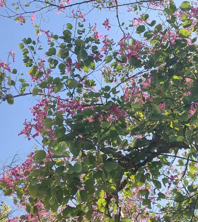 蓝天下的粉色花树