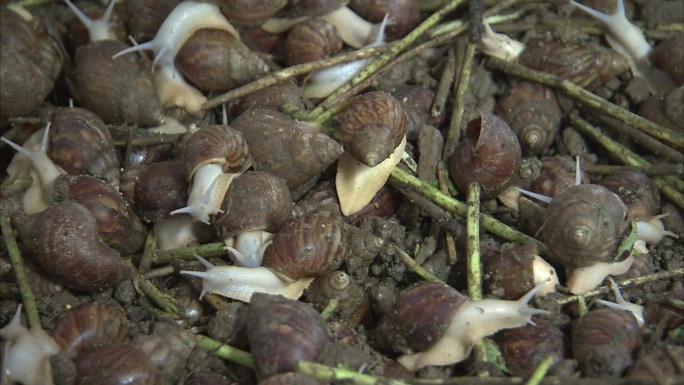 蜗牛 养殖 爬行 伸出 触角 进食