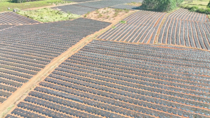 果园风光全景航拍脐橙A