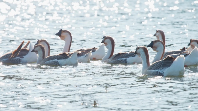 群鹅戏水生态视频