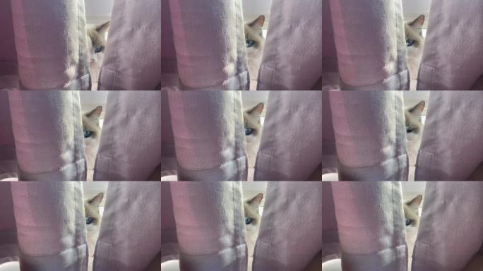 窗帘后偷看的猫咪