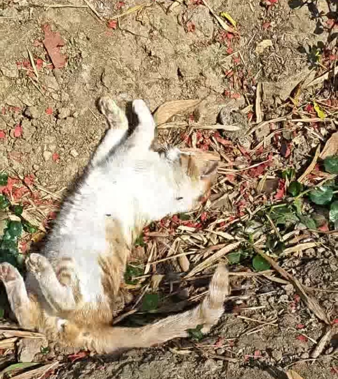 阳光下慵懒猫咪