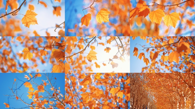 唯美秋天金黄梧桐树叶