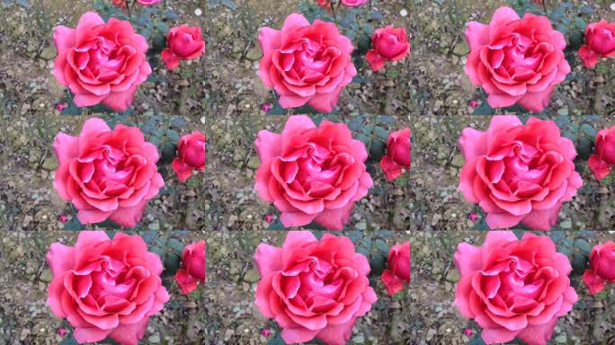 娇艳红玫瑰特写镜头