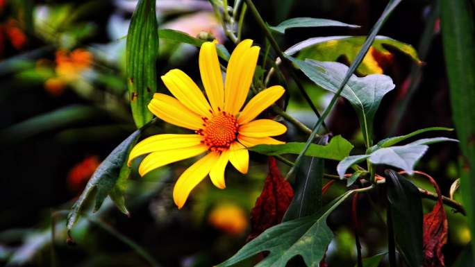 黄色花朵特写镜头
