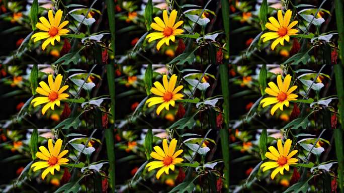 黄色花朵特写镜头