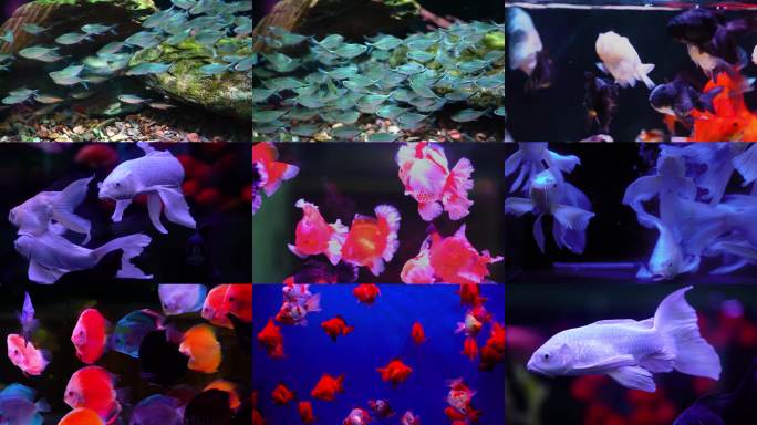 鱼缸五彩观赏鱼群游画面