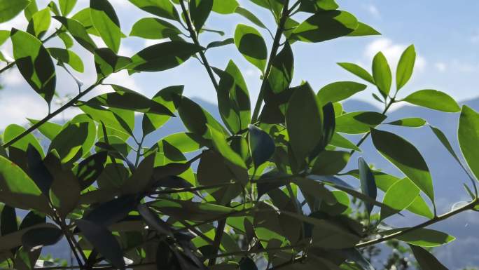 阳光下的茂密八角树森林山林间的八角树