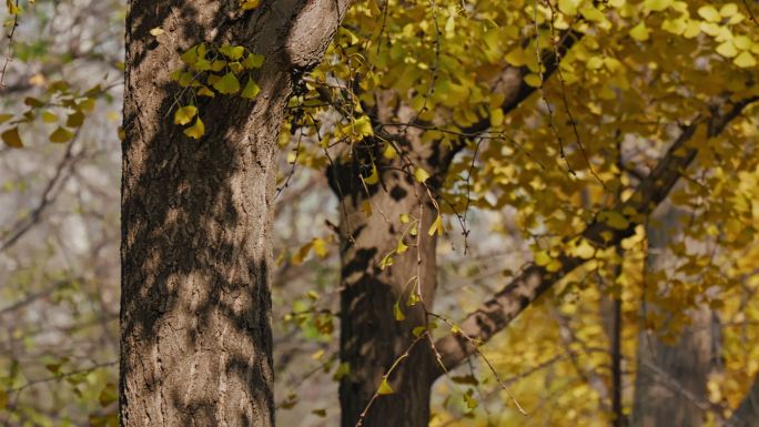 银杏叶随风飘落