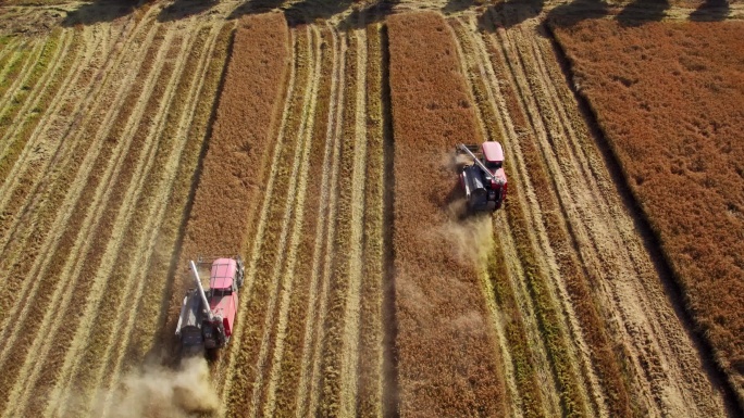 稻田丰收机械收割