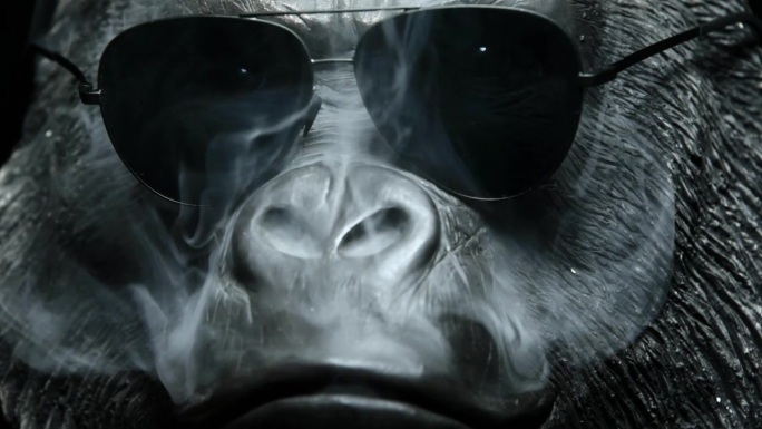 黑色背景下的戴太阳镜的猩猩镜头。