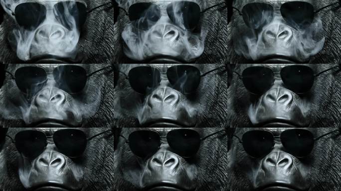 黑色背景下的戴太阳镜的猩猩镜头。