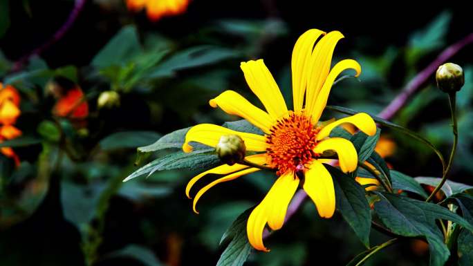 黄色小菊花特写镜头