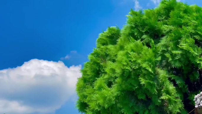 蓝天下随风摆动的树木