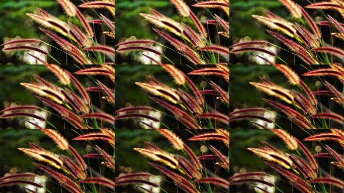 阳光下的狗尾草摇曳