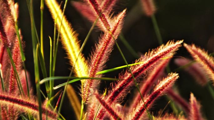 逆光狗尾草摇曳