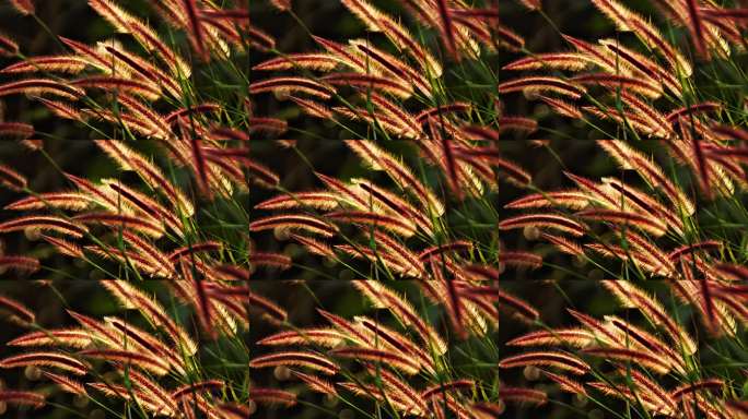 阳光下的红色狗尾草