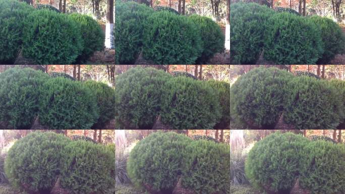 园林球形绿植景观