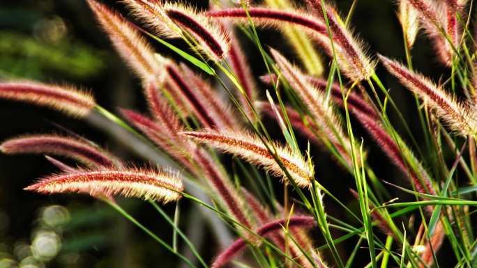 阳光下的红色狗尾草