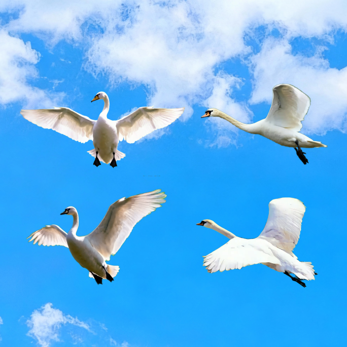 黑背景天鹅动态素材