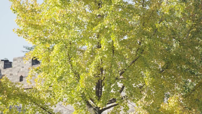 秋日古城墙下的金黄银杏