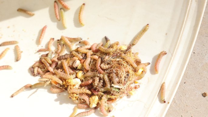 玉米虫  虫子 菜虫子