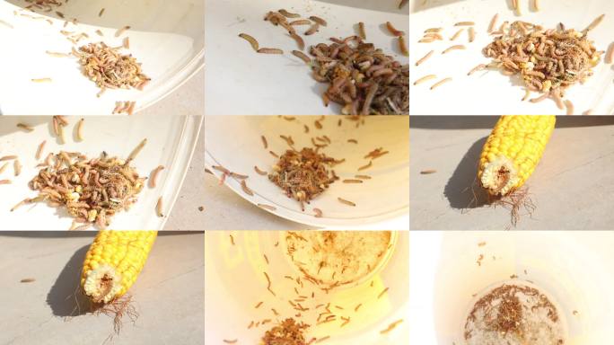 玉米虫  虫子 菜虫子