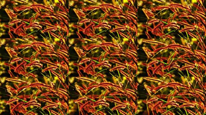 阳光下的红色狗尾草