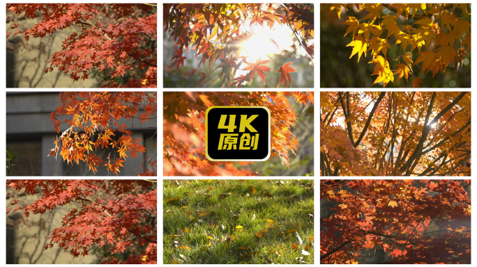 秋天枫树林红色枫叶森林树林秋叶