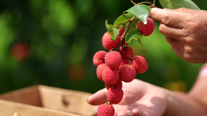 新鲜荔枝丰收4K超清视频素材