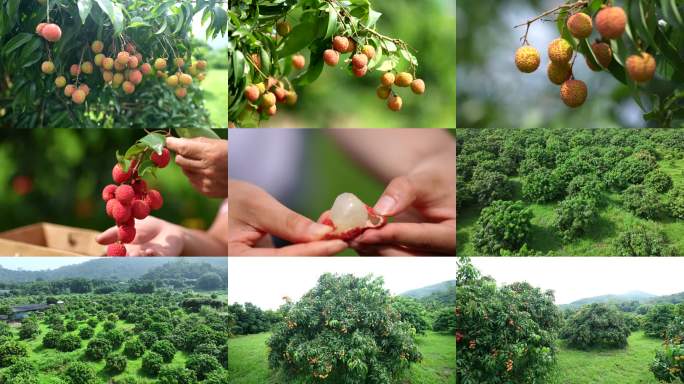 新鲜荔枝丰收4K超清视频素材