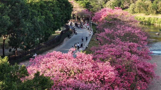 河边粉花树景观视频