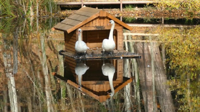 像镜子一样的森林池塘里的天鹅