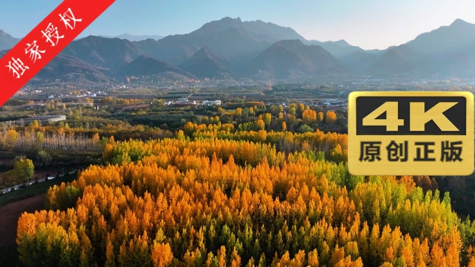 秋日杨树林山脉终南山下五台杨树林郊野公园