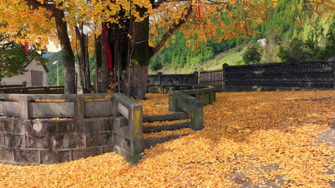 万州梨树乡千年银杏树秋天金黄色的风光