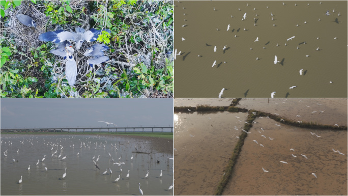 白鹭群鸟湿地栖息觅食 自然生态鸟类栖息地